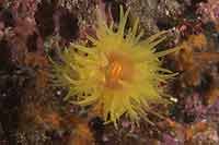 Nocturnal cup coral