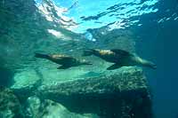 Sea Lion pair